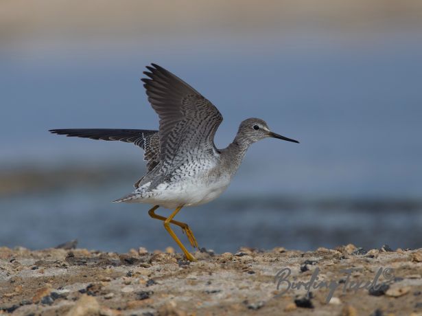 lesseryellowlegs