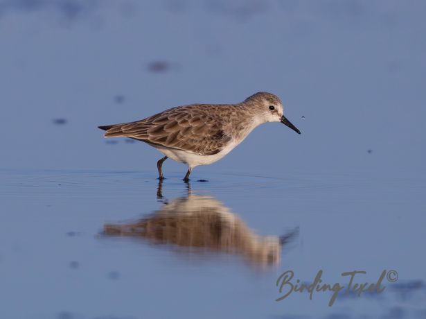 littlestint