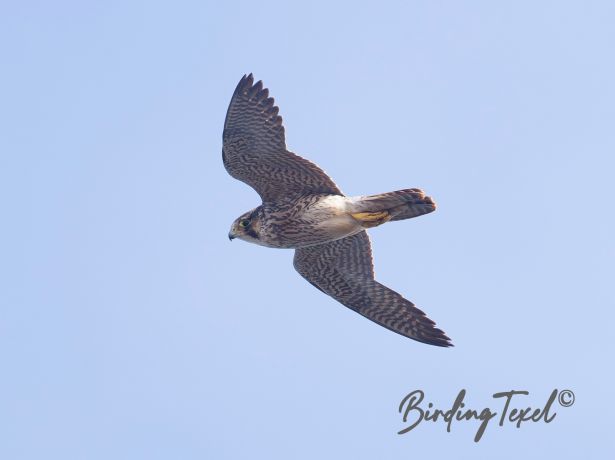 peregrinefalcon
