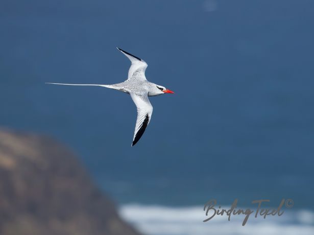 red billedtropicbird4122015