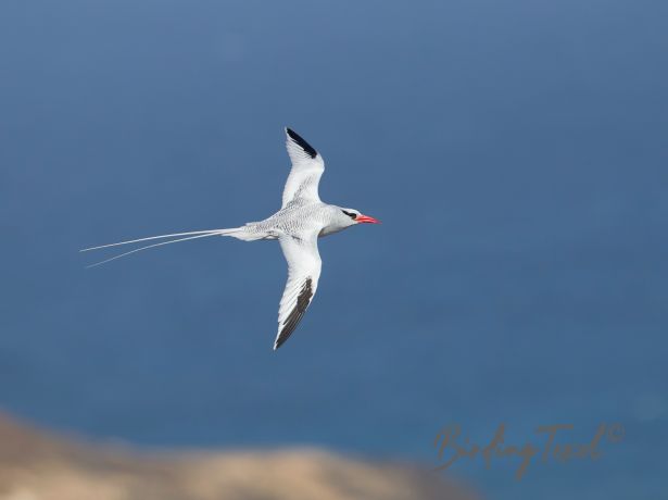 red billedtropicbird 24122015
