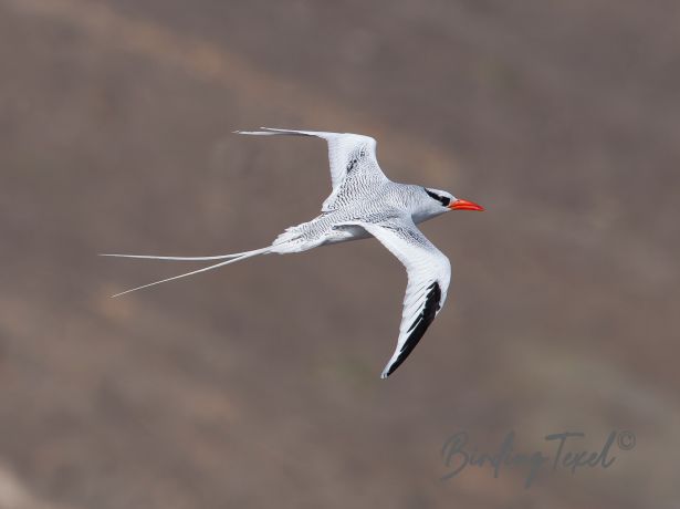 red billedtropicbird 24122015