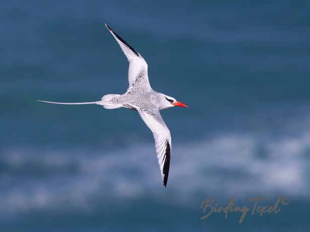 red billedtropicbird 24122015