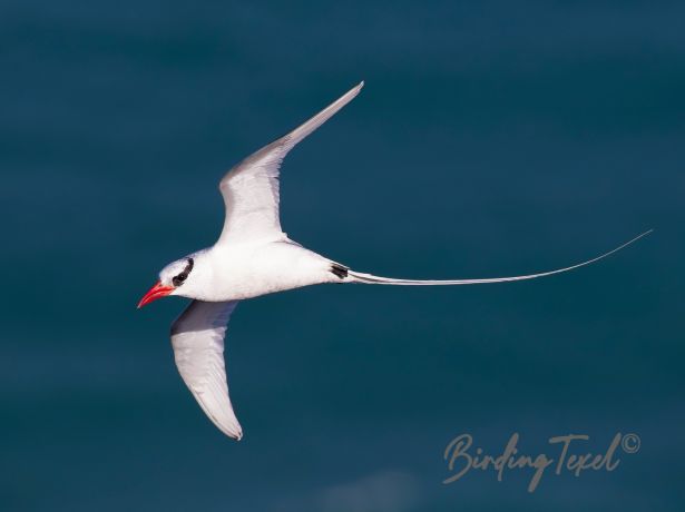 red billedtropicbird 24122015