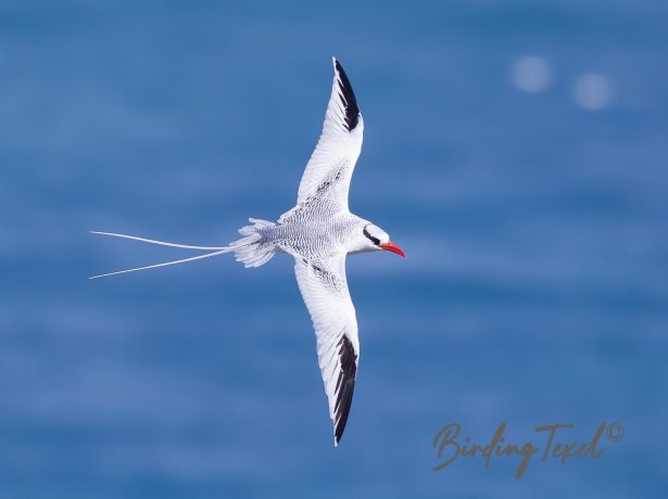 red billedtropicbird