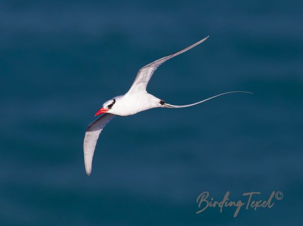 red billedtropicbird 24122015