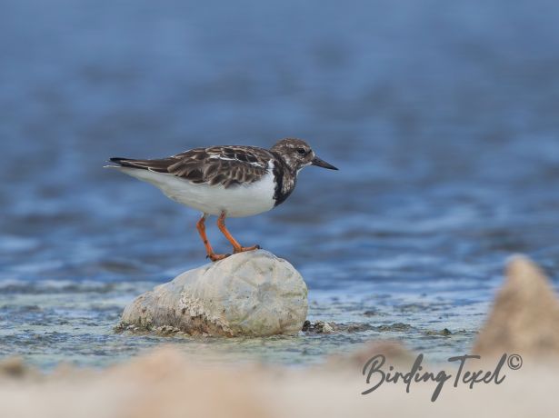 ruddyturnstone