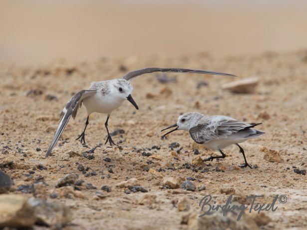 sanderling