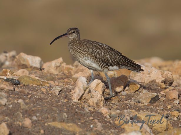 whimbrel