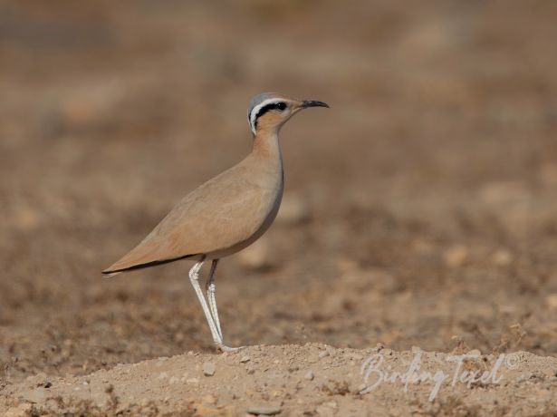 cream colouredcourser