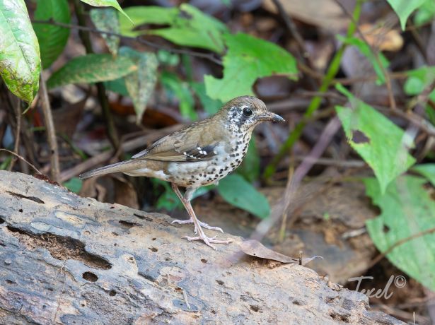 spot wingedthrush