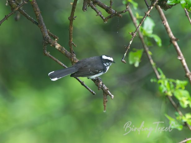 white browedfantail