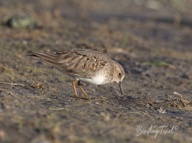 temmincksstrandloper