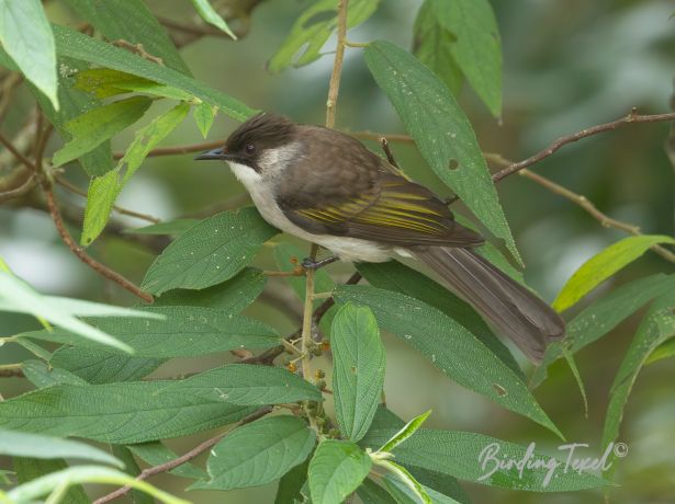 ashybulbul