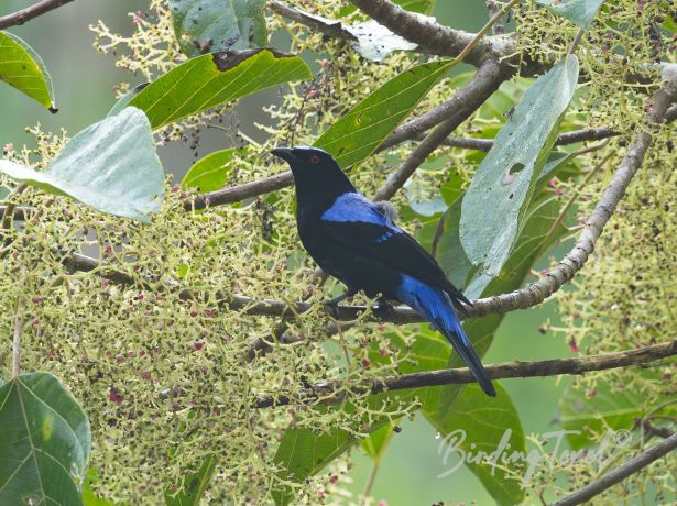 asianfairy bluebird