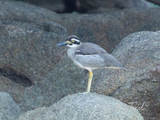 beachthick knee 10012025