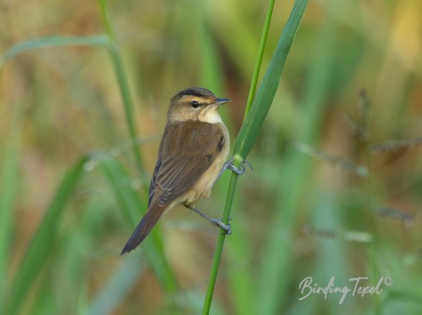 black browedreed warbler