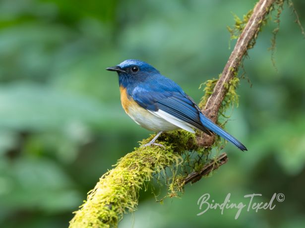 blue throatedblue flycatcher