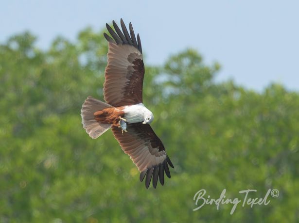 brahminykite