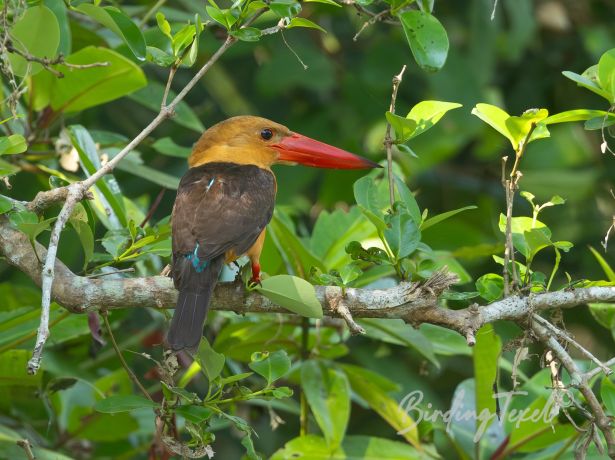 brown wingedkingfisher