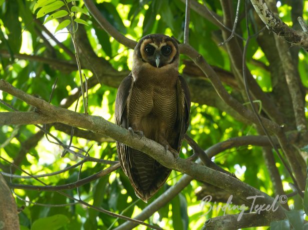 brown wood owl