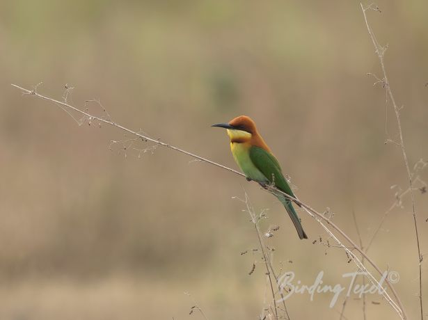 chestnut headedbee eater