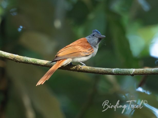 chineseparadise flycatcher