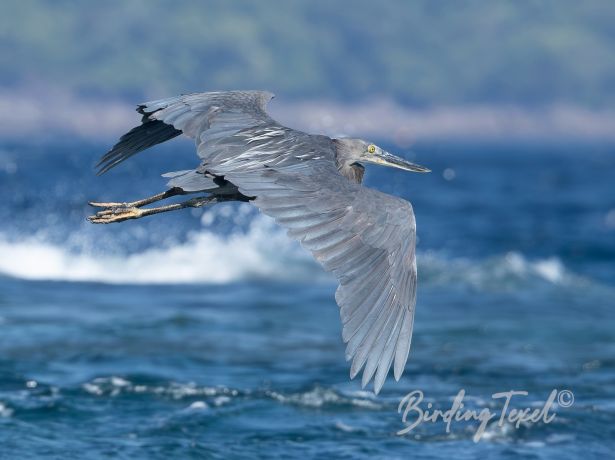 great billedheron 10012025