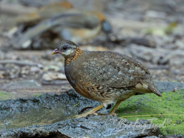 green leggedpartridge
