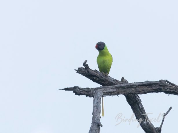 grey headedparakeet