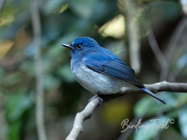 hainan blue flycatcher