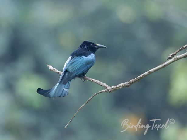 hair cresteddrongo