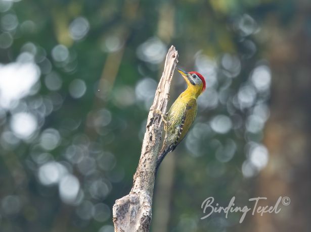 lacedwoodpecker