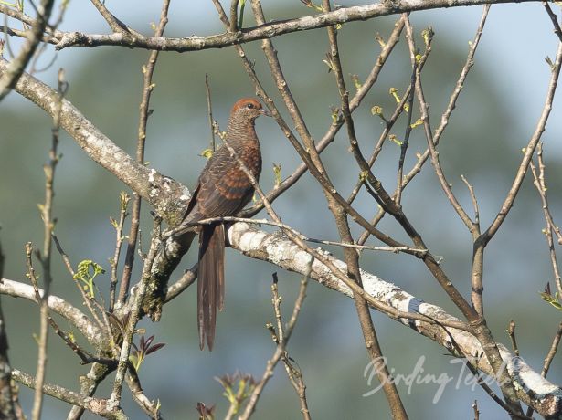 littlecuckoo dove