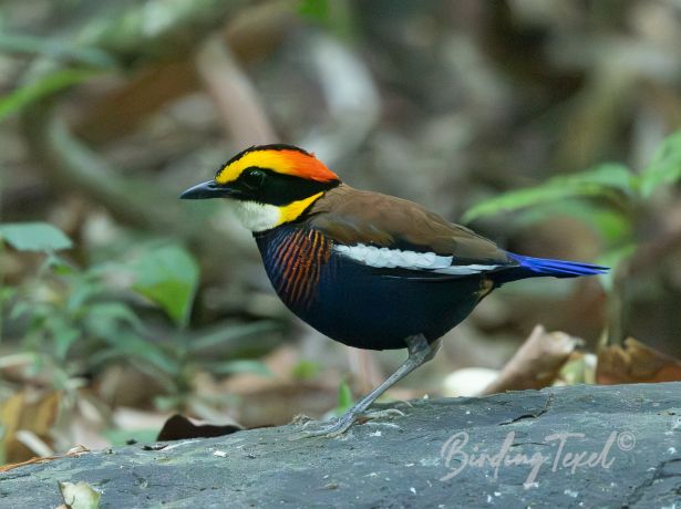 malaybandedpitta 07012025