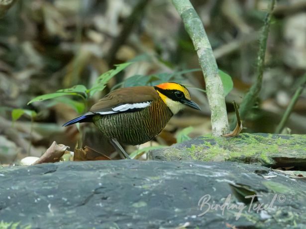 malaybandedpitta 07012025