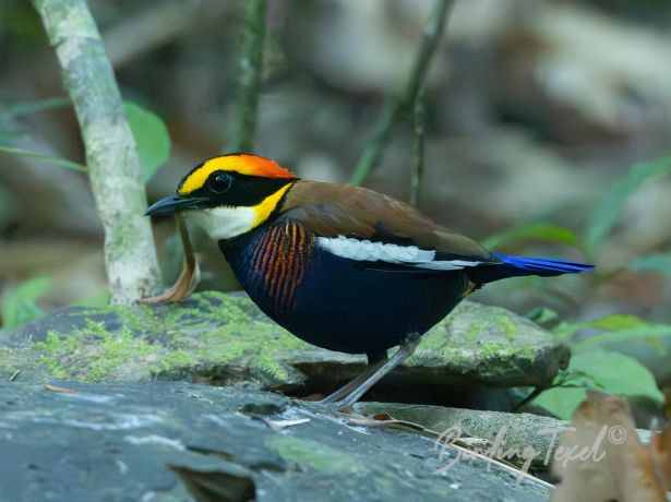 malaybandedpitta 07012025