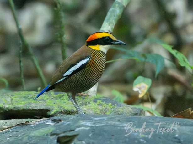 malaybandedpitta