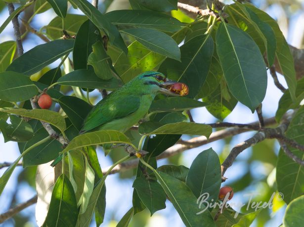 moustachedbarbet