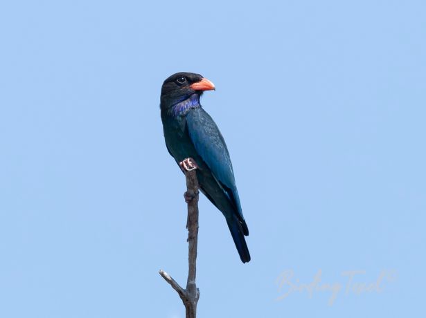 orientaldollarbird