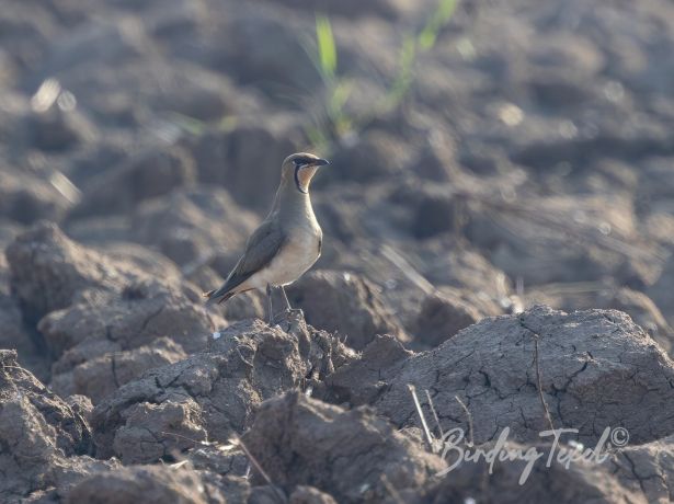 orientalpratincole