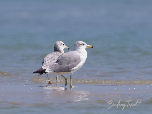 pallas sgull