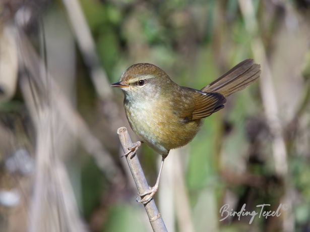 perplexingbush warbler