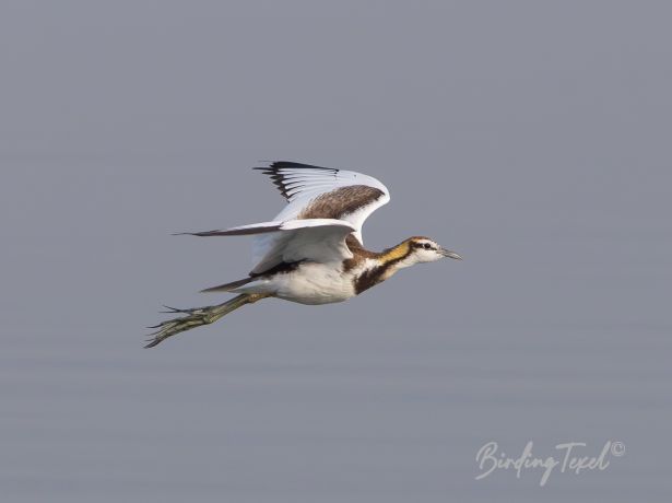 pheasant tailedjacana