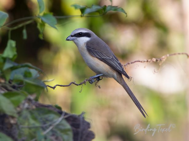 philippinebrownshrike