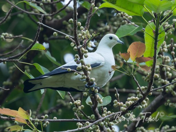 piedimperial pigeon