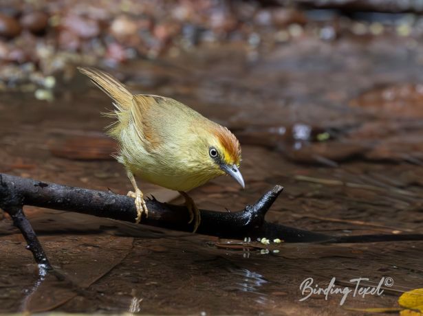 pin stripedtit babbler