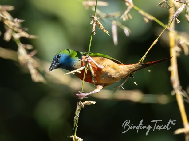 pin tailedparrotfinch