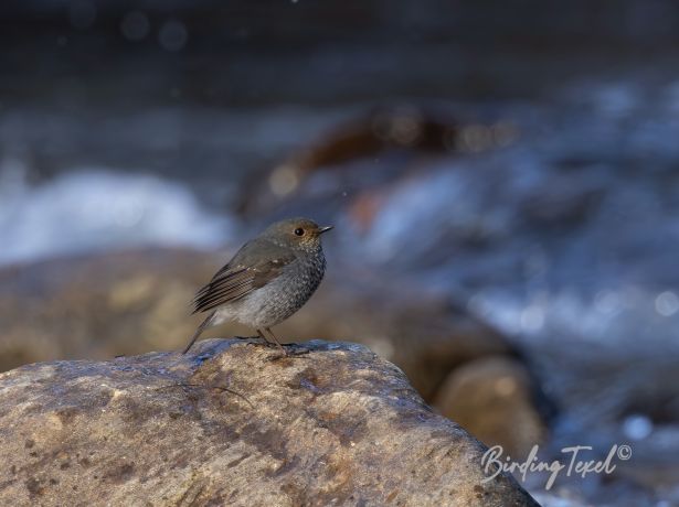 plumbeouswater redstart