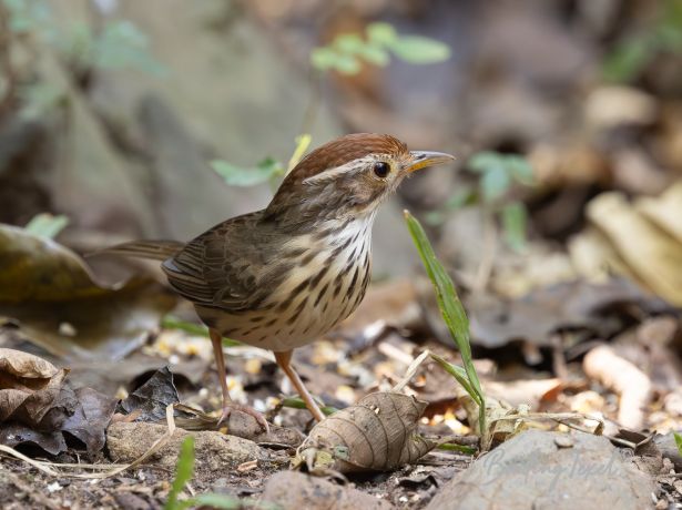 puff throatedbabbler